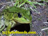 /home//u458753944/public_html/sourcegallery////////////////Frogs/More bullfrogs/P8170147.JPG